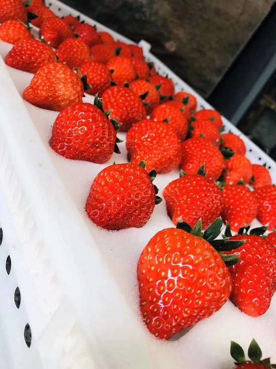 丹东大雪草莓滞销导致咨询量激增 阿里CCO为商家提供智能主动外呼服务