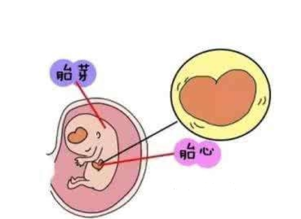 怀孕多久可以听到胎儿的心跳声?