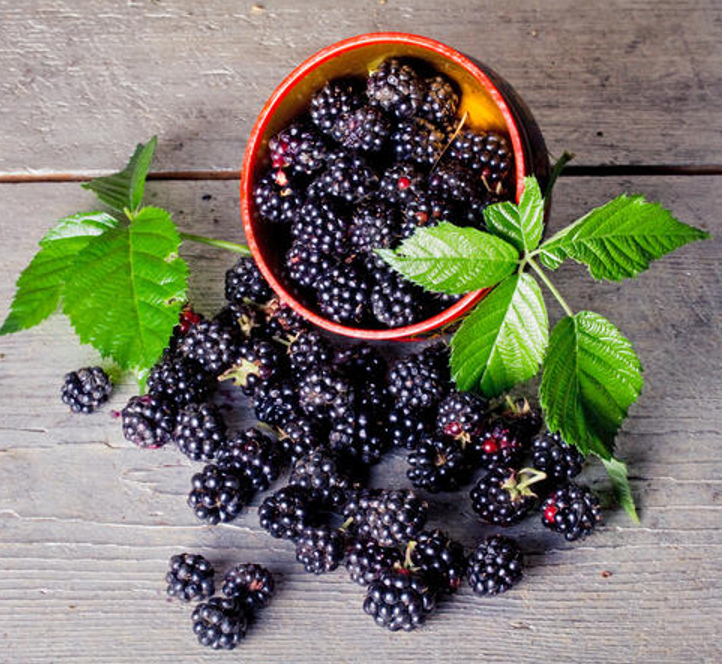 什么水果最有营养？当然是被称为“黑钻石”的黑莓