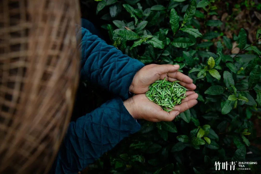 中秋礼竹叶青茶邀您青共品茶香，共赏明月，共寄思念