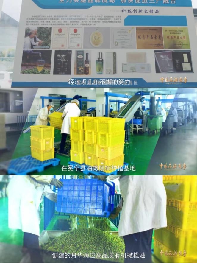 中国品牌故事 | 月华源位（下集）：月华源位 中国高品质有机橄榄油
