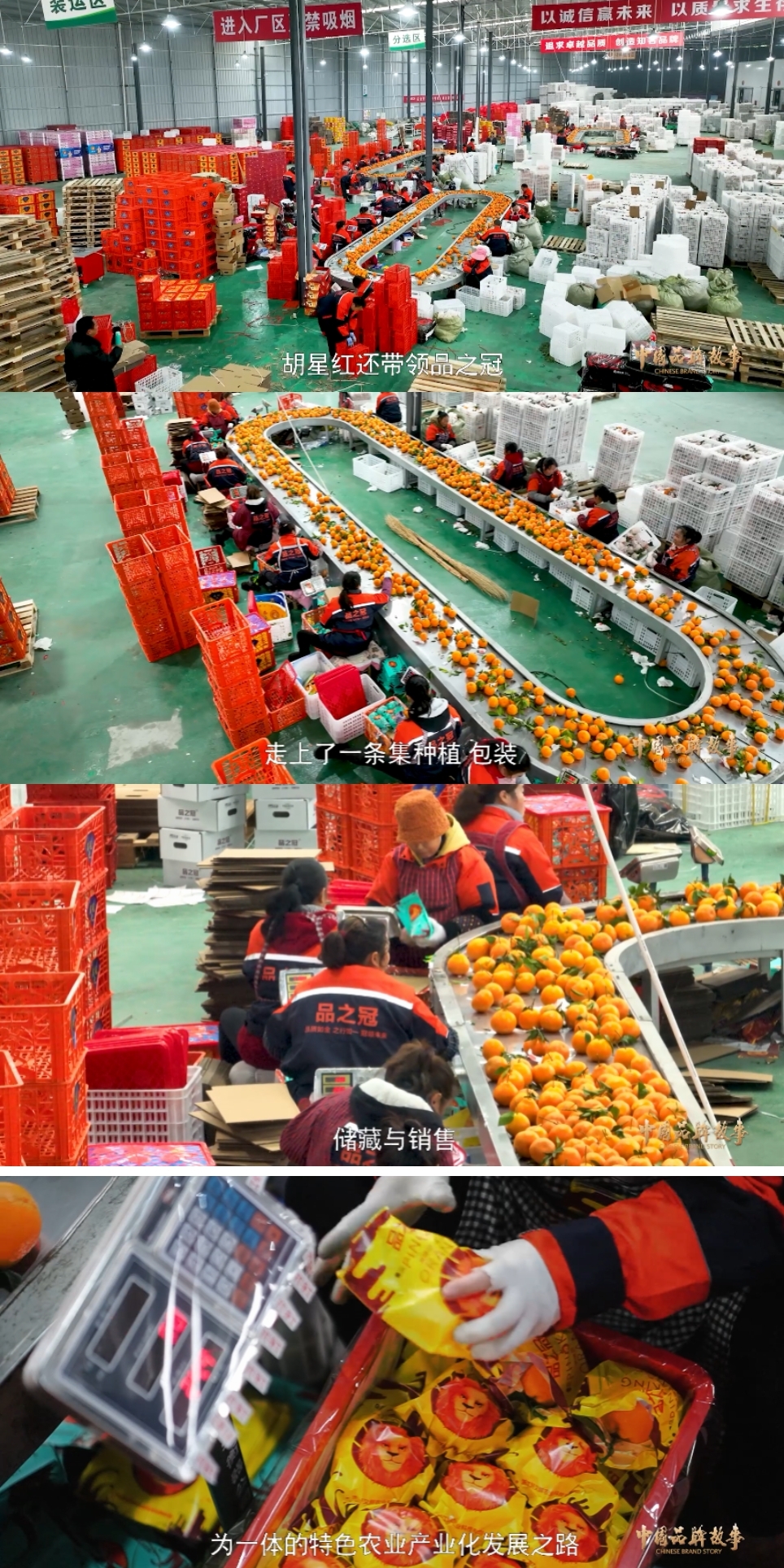 中国品牌故事 | 好又鲜农业：品质如金 之行如一 冠领未来