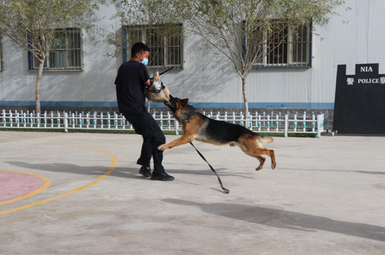 庫祖邊境檢查站開展警犬基礎科目技能訓練