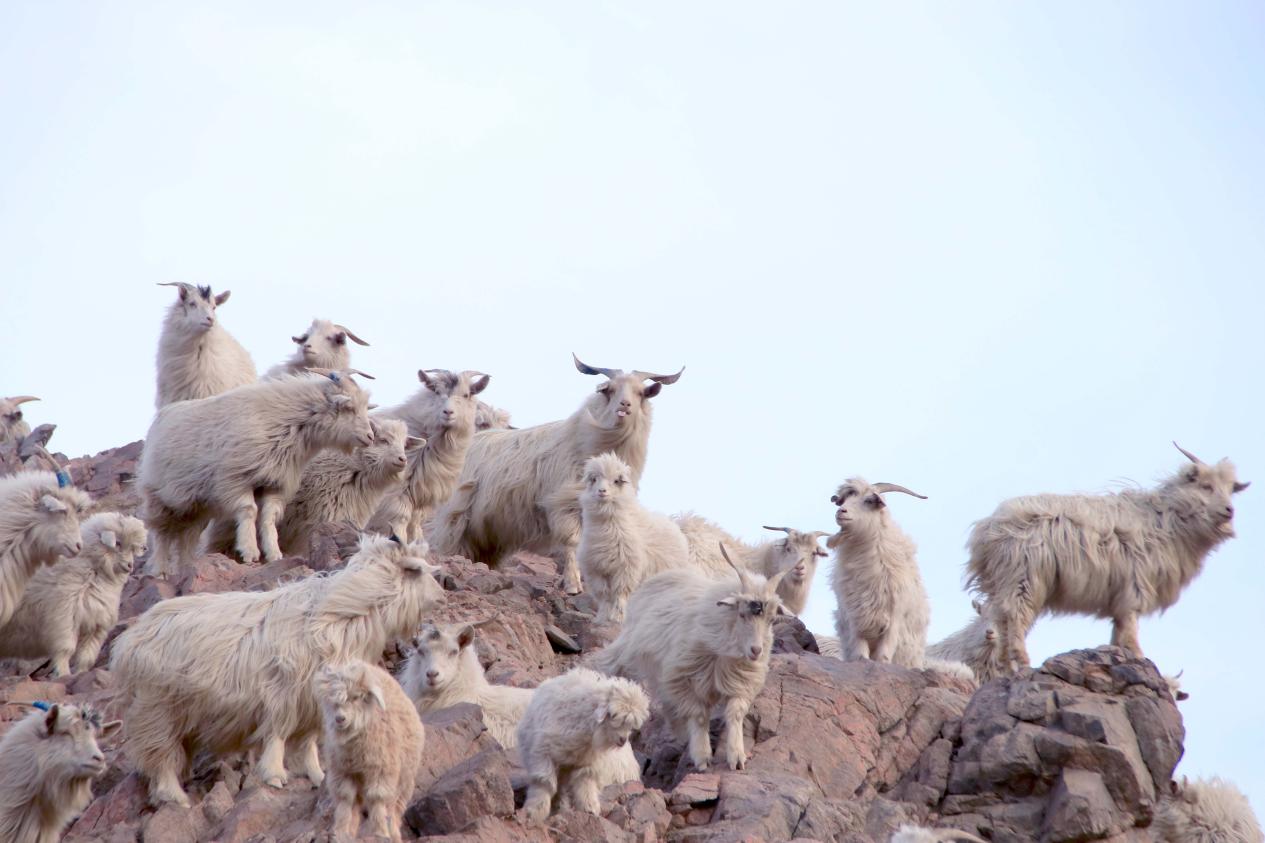 目前,鄂托克旗阿尔巴斯绒山羊存栏约180万只,占牲畜存栏总量的72%